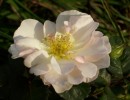 rose_I0036.JPG