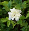 rose_de_banks_I3503.JPG