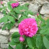 Nom du fichier=rose_de_resht_748.JPG
Taille du fichier=159Ko
Dimensions : 700x697
Ajouté le : 13 Juin 2013 rose_de_resht_748.JPG