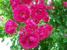 Nom du fichier=rose_excelsa_2670.JPG
Taille du fichier=155Ko
Dimensions : 842x631
Ajouté le : 24 Juin 2009 rose_excelsa_2670.JPG