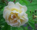Nom du fichier=rose_ghislaine_de_féligonde_I0409.JPG
Taille du fichier=116Ko
Dimensions : 699x551
Ajouté le : 08 Juin 2010 rose_ghislaine_de_féligonde_I0409.JPG