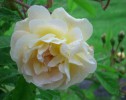 rose_ghislaine_de_féligonde_I0409.JPG