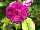 Nom du fichier=rose_haie_2577.JPG
Taille du fichier=145Ko
Dimensions : 865x649
Ajouté le : 08 Juin 2009 rose_haie_2577.JPG
