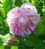 rose_honorine_de_brabant_I3582.JPG