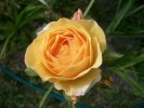 Nom du fichier=rose_jaune_2848.JPG
Taille du fichier=90Ko
Dimensions : 842x631
Ajouté le : 13 Juillet 2009 rose_jaune_2848.JPG