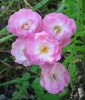 rose_lise-lotte_I0478.JPG