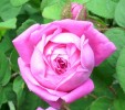 rose_moussue_I0321.JPG