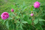 Nom du fichier=rose_moussue_I1086.JPG
Taille du fichier=116Ko
Dimensions : 699x459
Ajouté le : 14 Mai 2011 rose_moussue_I1086.JPG