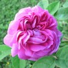 Nom du fichier=rose_moussue_I1087.JPG
Taille du fichier=141Ko
Dimensions : 697x700
Ajouté le : 14 Mai 2011 rose_moussue_I1087.JPG