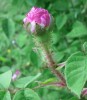 Nom du fichier=rose_moussue_I1090.JPG
Taille du fichier=133Ko
Dimensions : 609x699
Ajouté le : 14 Mai 2011 rose_moussue_I1090.JPG