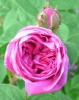 Nom du fichier=rose_moussue_I1091.JPG
Taille du fichier=128Ko
Dimensions : 559x699
Ajouté le : 14 Mai 2011 rose_moussue_I1091.JPG
