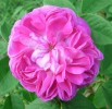 rose_moussue_I1093.JPG