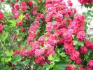 Nom du fichier=rose_rouge_31.JPG
Taille du fichier=165Ko
Dimensions : 699x524
Ajouté le : 27 Mai 2011 rose_rouge_31.JPG