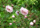Nom du fichier=rose_scotch_767.JPG
Taille du fichier=144Ko
Dimensions : 700x493
Ajouté le : 13 Juin 2013 rose_scotch_767.JPG