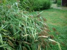 roseaux_pluie_I0006.JPG