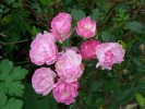 roses_I0054.JPG