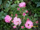 Nom du fichier=roses______1292.JPG
Taille du fichier=87Ko
Dimensions : 426x320
Ajouté le : 22 Août 2008 roses______1292.JPG