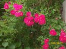 roses_roses_931.JPG