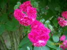 Nom du fichier=roses_roses_vif_1087.JPG
Taille du fichier=52Ko
Dimensions : 437x328
Ajouté le : 11 Juillet 2008 roses_roses_vif_1087.JPG