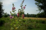 roses_trémières_I0572.JPG