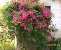 Nom du fichier=rosier_rose_grimpant_dans_un_lilas_1006.JPG
Taille du fichier=83Ko
Dimensions : 451x369
Ajouté le : 29 Juin 2008 rosier_rose_grimpant_dans_un_lilas_1006.JPG
