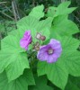 rubus_odorata_52.JPG