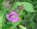 rubus_odoratus_175.JPG
