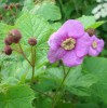 rubus_odoratus_I3651.JPG