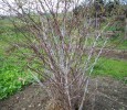 Nom du fichier=rubus_thibetanus47.JPG
Taille du fichier=218Ko
Dimensions : 700x606
Ajouté le : 10 Décembre 2011 rubus_thibetanus47.JPG