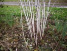 rubus_thibetanus_001.JPG