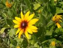 rudbeckia_1039.JPG