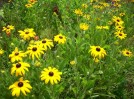 rudbeckias_09.JPG