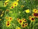 Nom du fichier=rudbeckias_75.JPG
Taille du fichier=158Ko
Dimensions : 699x531
Ajouté le : 13 Juillet 2013 rudbeckias_75.JPG