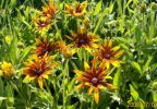 rudbeckias___gloriosa_daisy__1032.JPG