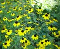 Nom du fichier=rudbeckias_triloba_DSCI2913.JPG
Taille du fichier=188Ko
Dimensions : 699x569
Ajouté le : 03 Septembre 2013 rudbeckias_triloba_DSCI2913.JPG