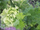salade____carottes_2810.JPG
