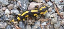 salamandre1022.JPG