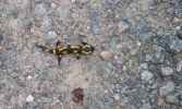 salamandre_1014.JPG