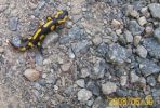 salamandre_1016.JPG