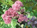 sedum_I0718.JPG