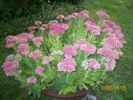 Nom du fichier=sedums_1351.JPG
Taille du fichier=67Ko
Dimensions : 450x337
Ajouté le : 05 Septembre 2008 sedums_1351.JPG