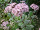 sedums_I0717.JPG