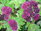 sedums_I0719.JPG