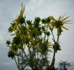 silphium_perfoliatum_I0706.JPG