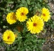 soucis_calendulas_3270.JPG