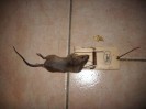 Nom du fichier=souris_I0033.JPG
Taille du fichier=82Ko
Dimensions : 697x523
Ajouté le : 30 Janvier 2010 souris_I0033.JPG