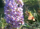 Nom du fichier=sphinx_colibri_3296.JPG
Taille du fichier=118Ko
Dimensions : 822x583
Ajouté le : 16 Août 2009 sphinx_colibri_3296.JPG