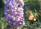 sphinx_colibri_3296.JPG