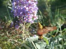 Nom du fichier=sphinx_colibri_3300.JPG
Taille du fichier=141Ko
Dimensions : 836x627
Ajouté le : 16 Août 2009 sphinx_colibri_3300.JPG