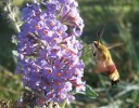 sphinx_colibri_3302.JPG